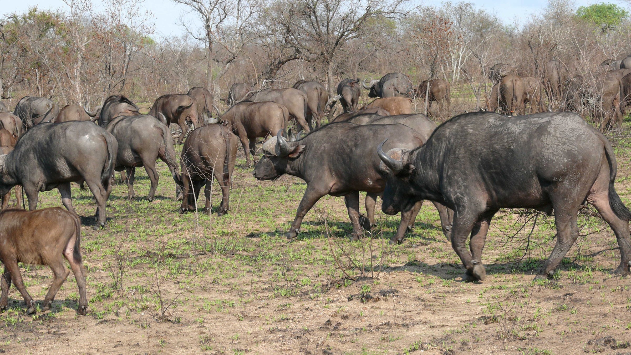 groep buffels