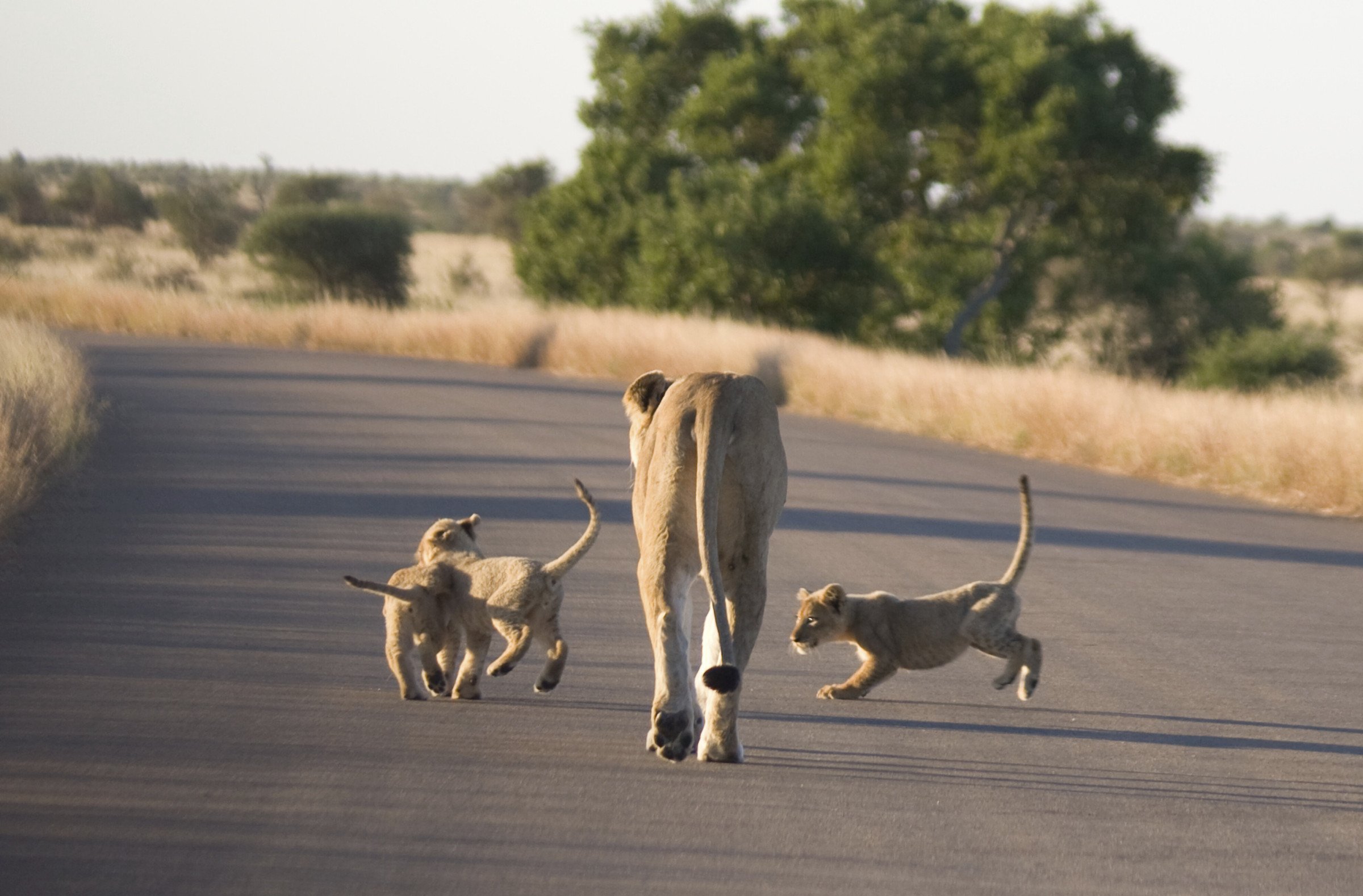 leeuwin met welpen in zuid-afrika