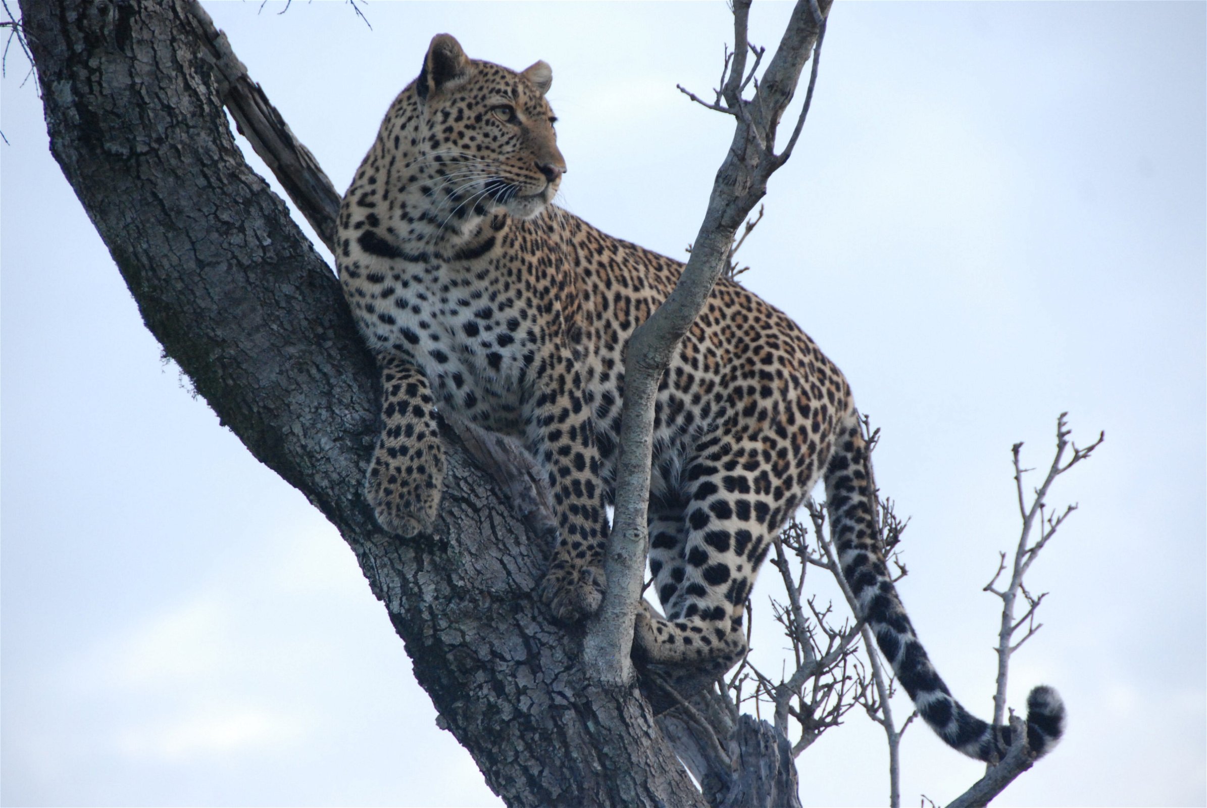 luipaard in een hoge boom