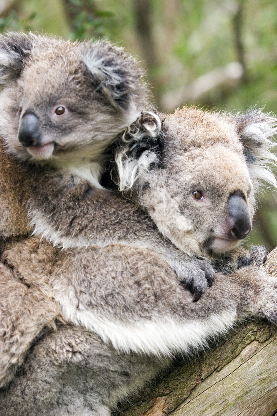 conservation centrum koala