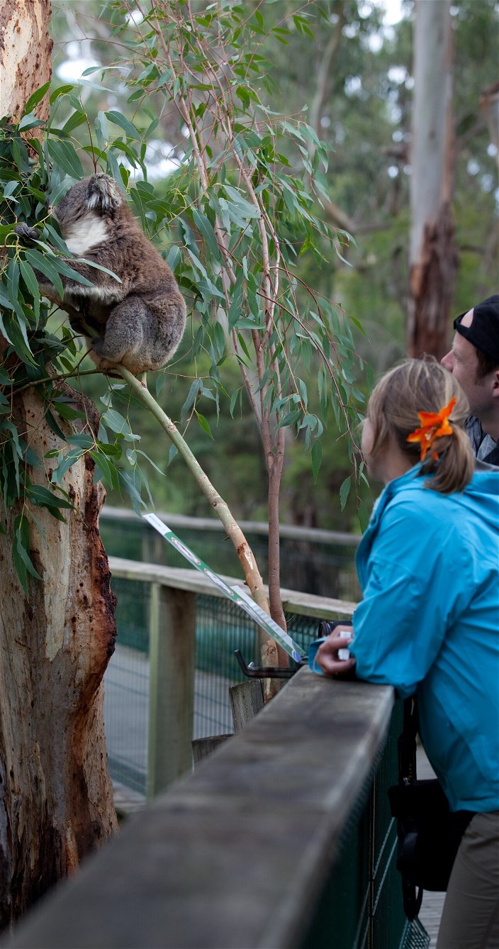 koala conservation centrum