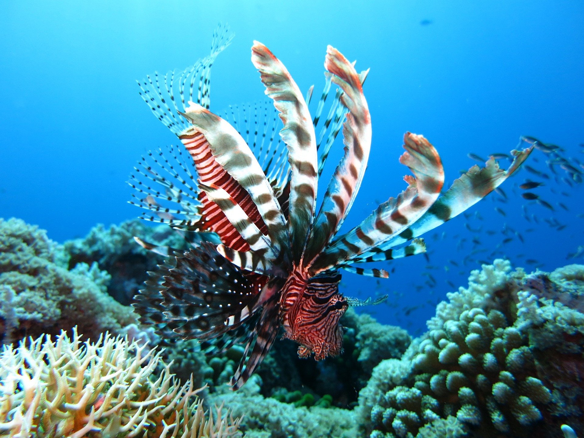 Lionfish - duiken