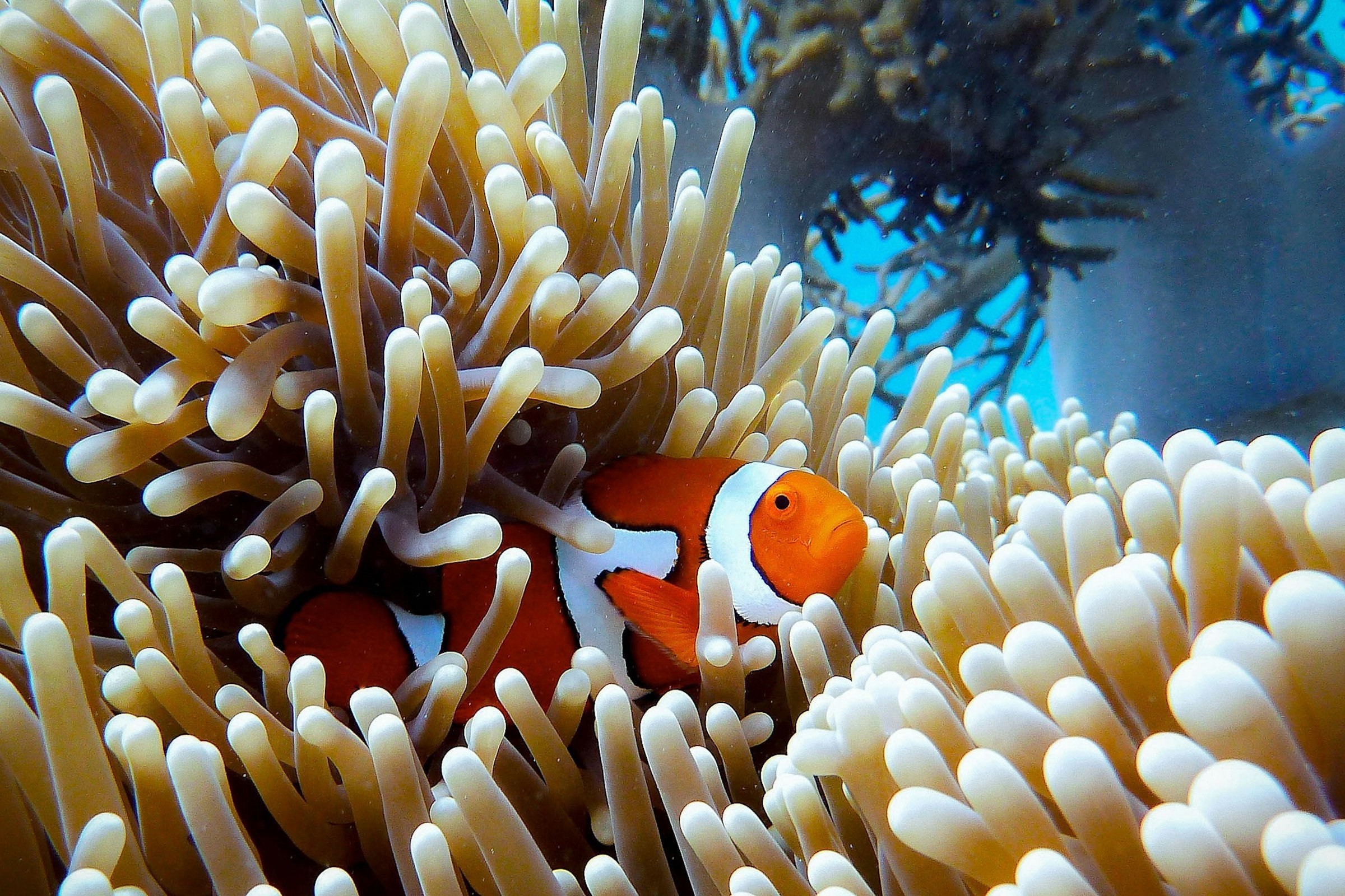 Nemo - duiken