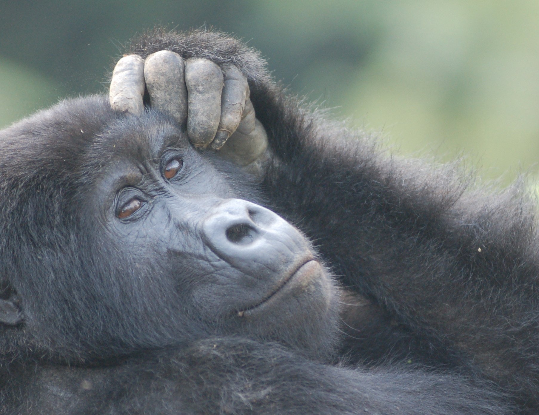 gorilla met hand op hoofd