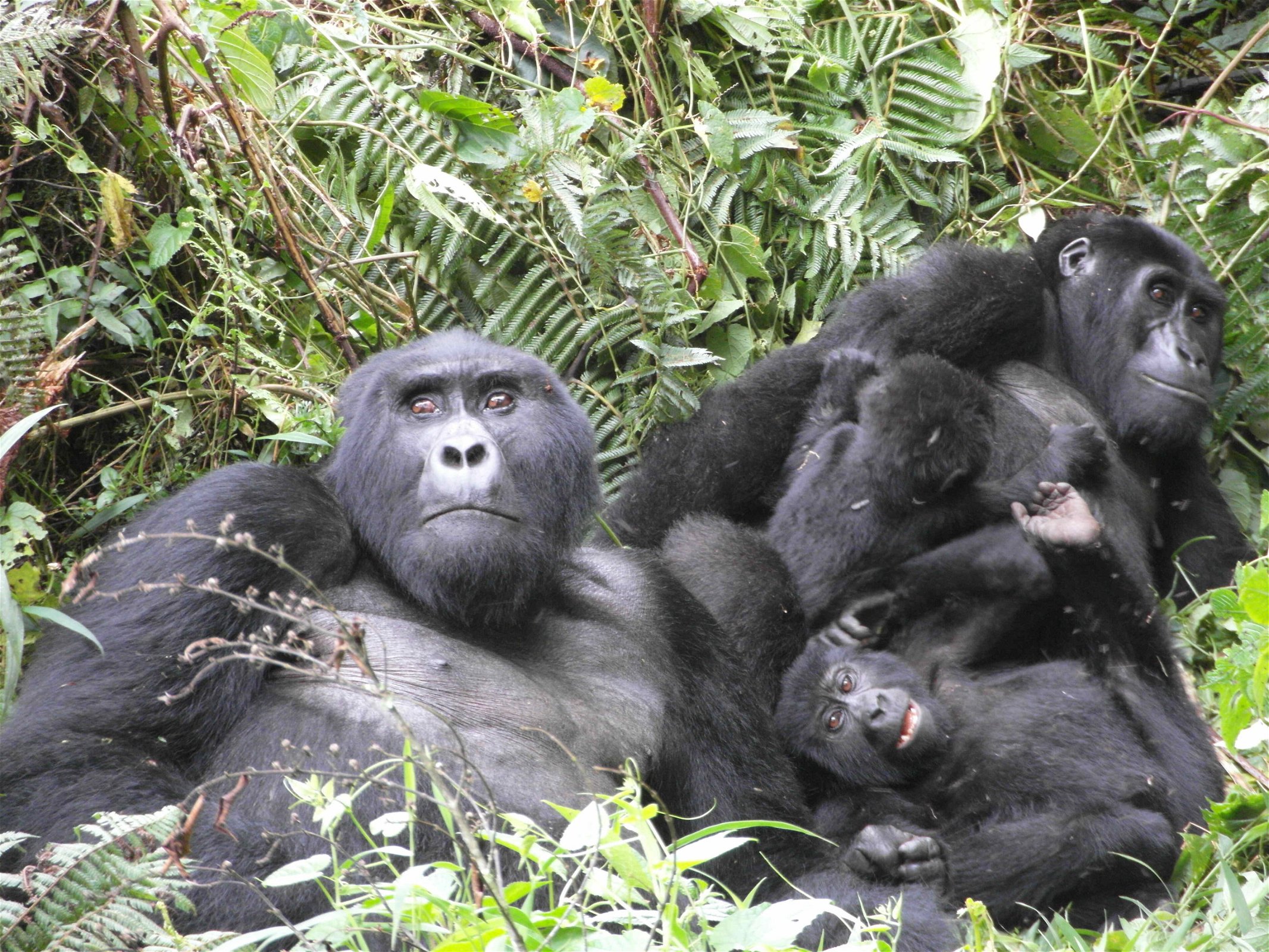 groep gorillas
