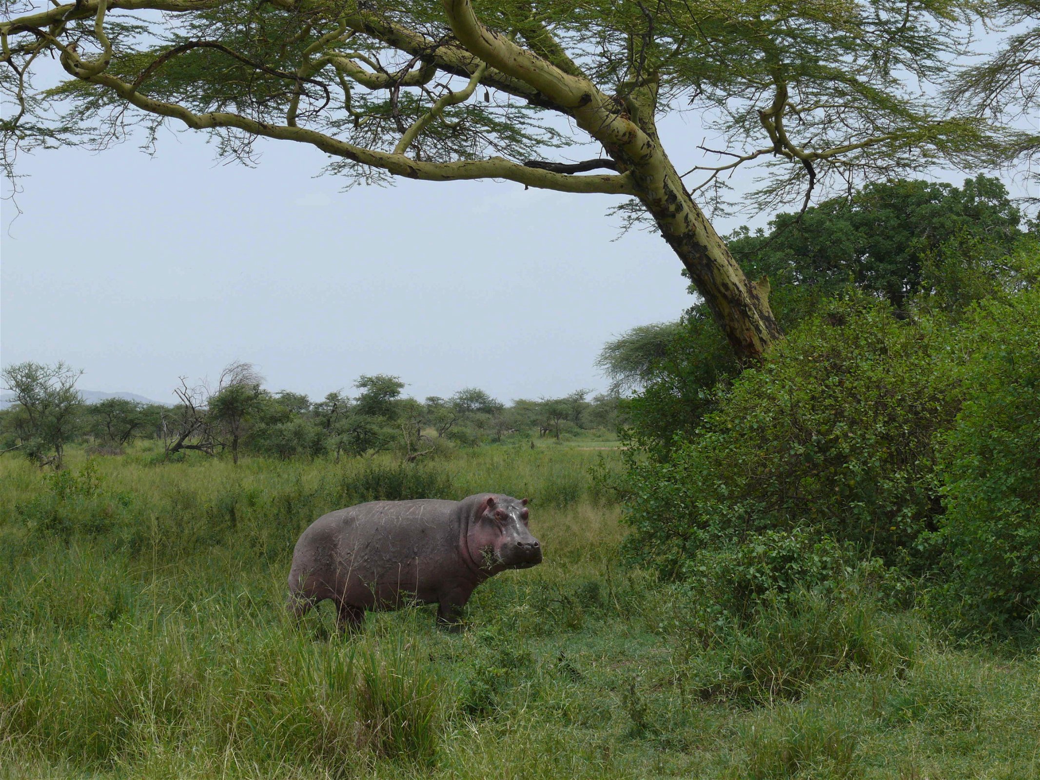 nijlpaard in het wild