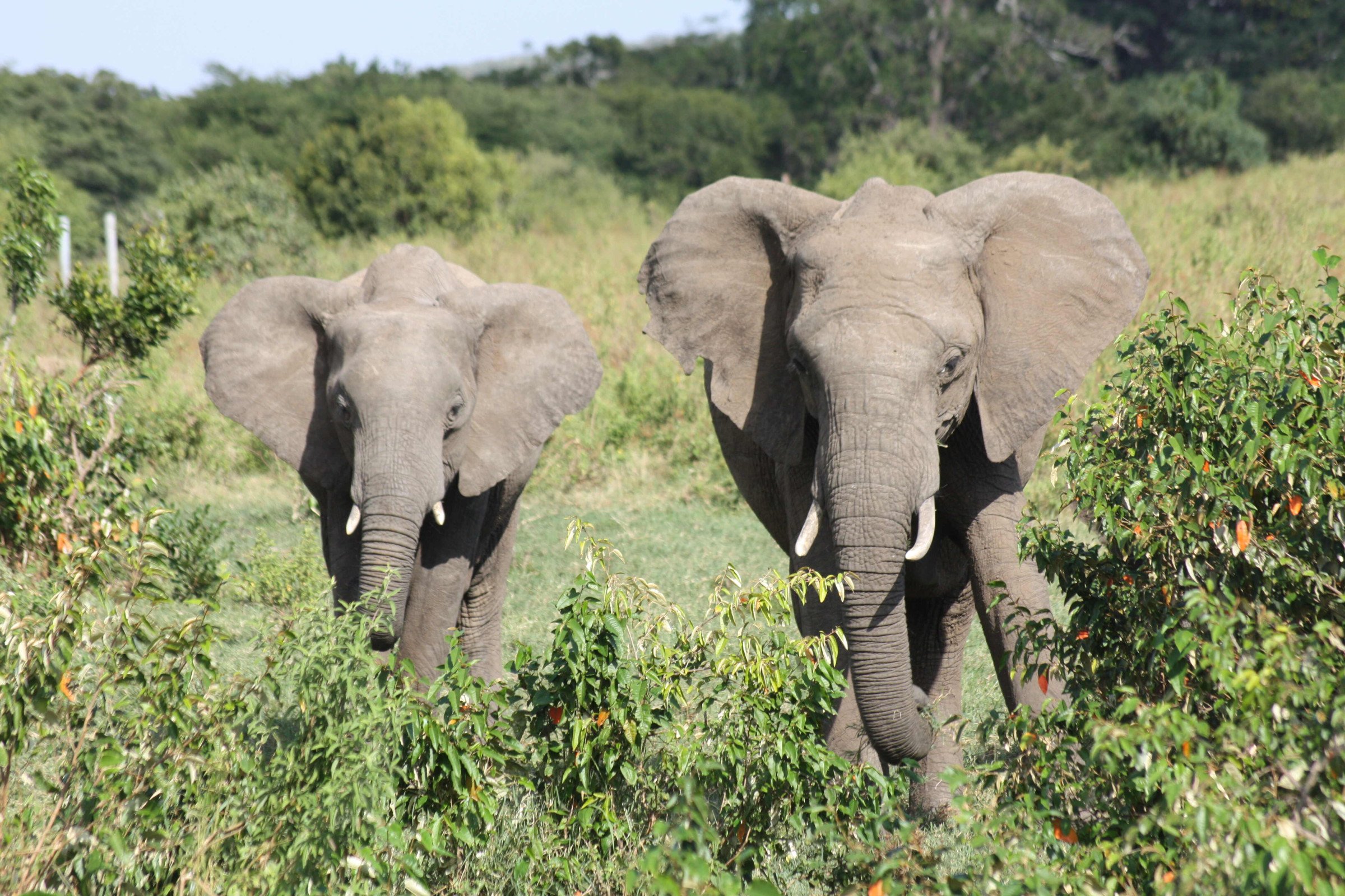 olifanten in het wild kenia