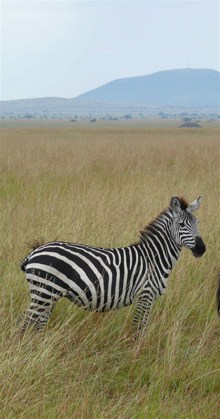zebras tanzania