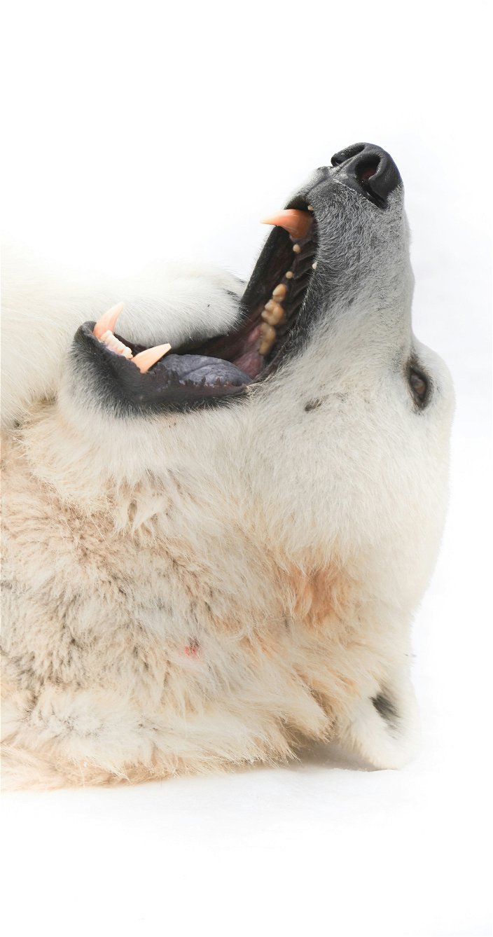 ijsbeer met mond open