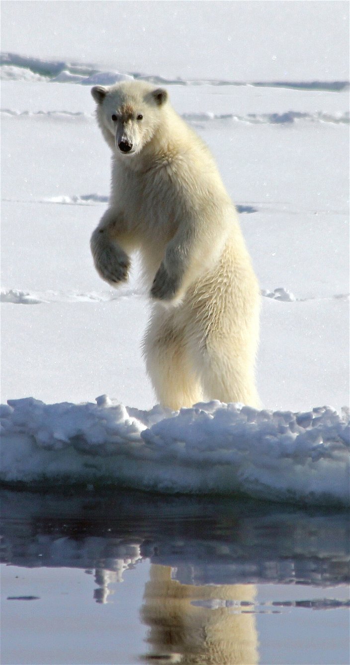 jonge ijsbeer staand