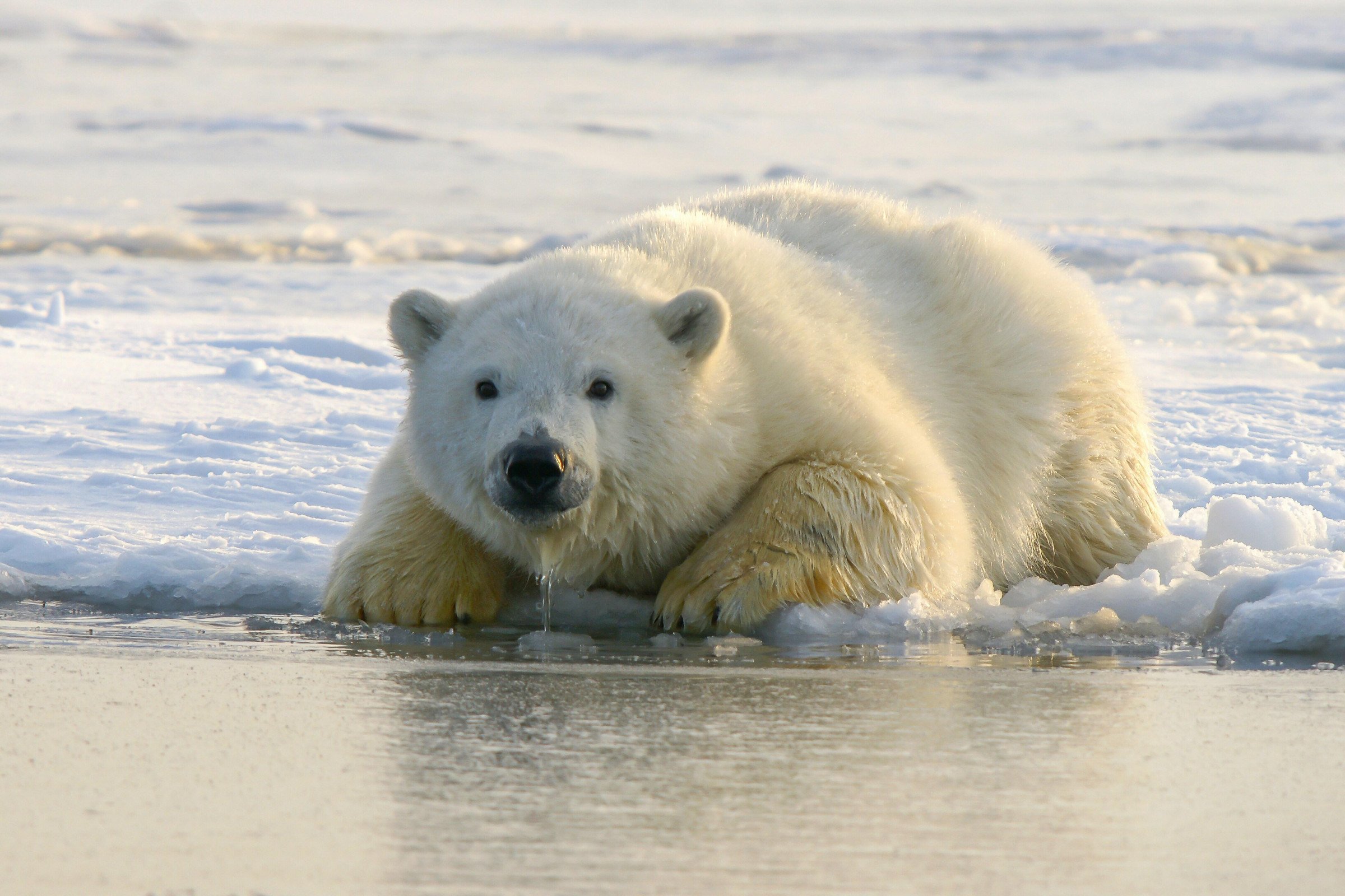 liggende ijsbeer water antarctica