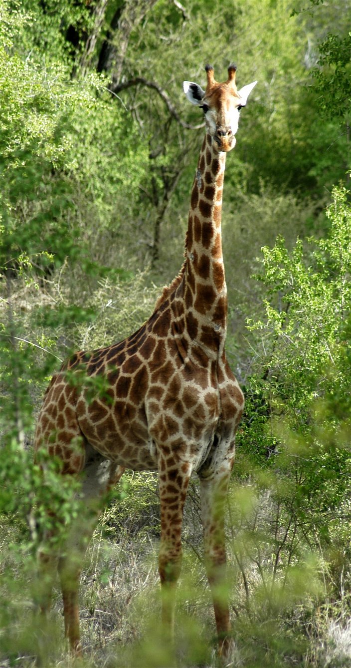 giraffe kruger