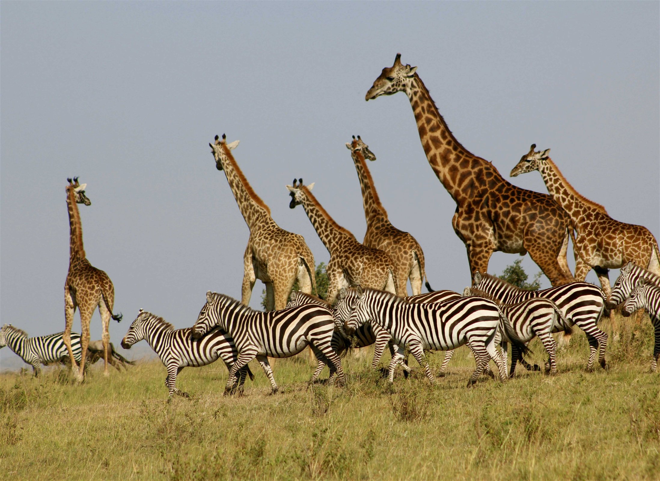 giraffen zebras