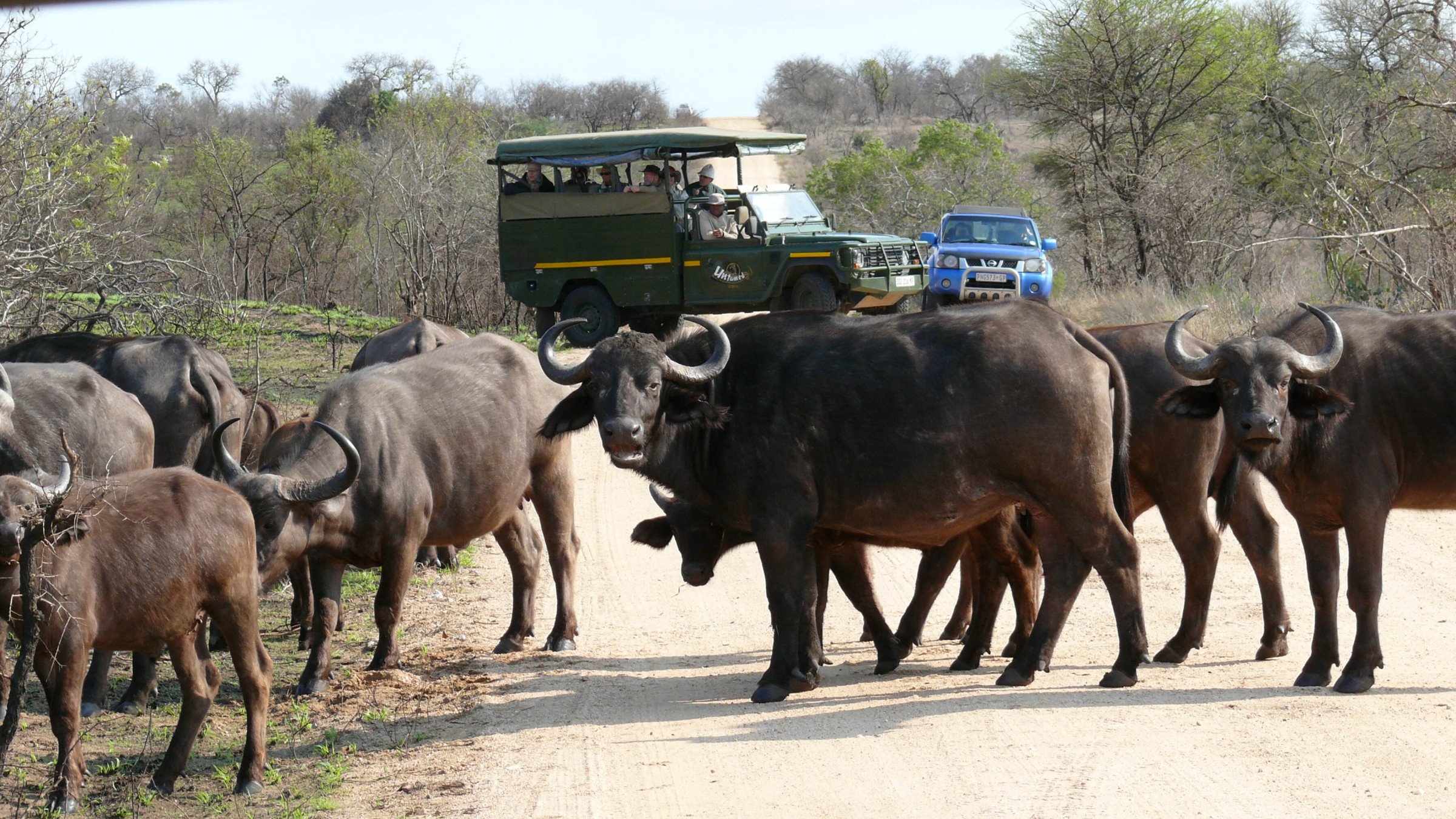 jeepsafari buffels