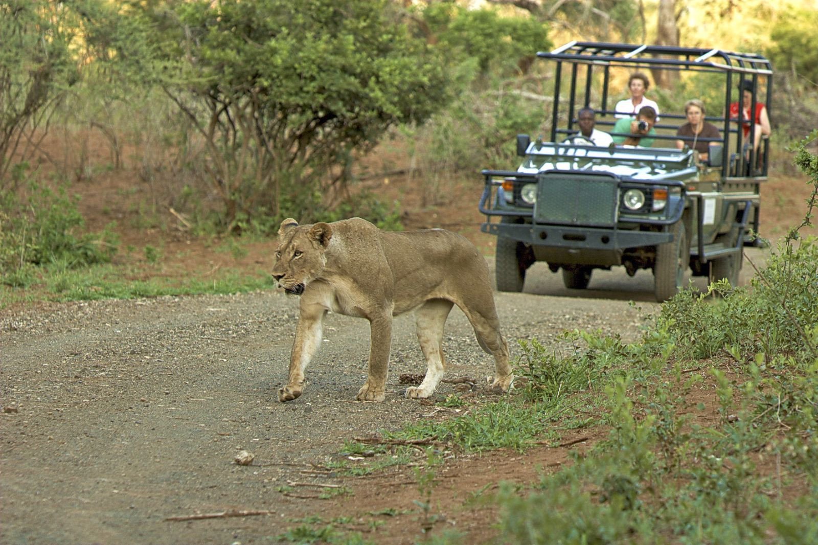 jeepsafari leeuw