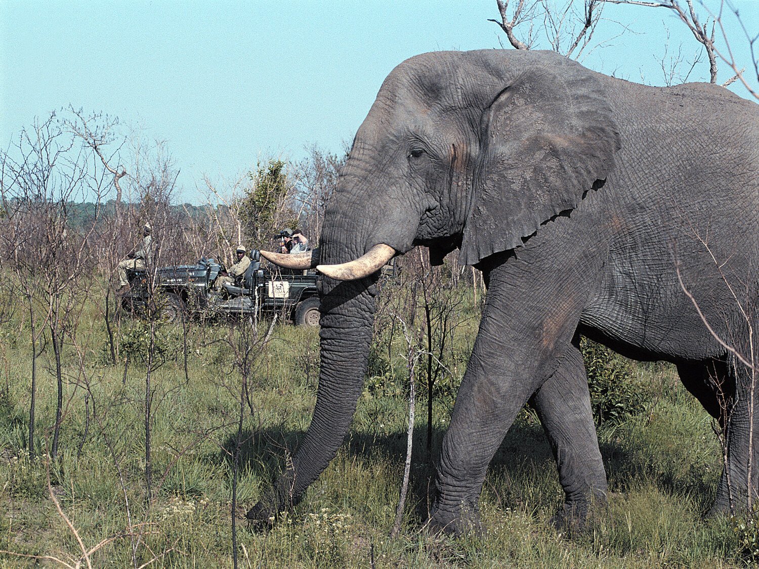 olifant jeepsafari nationale parken