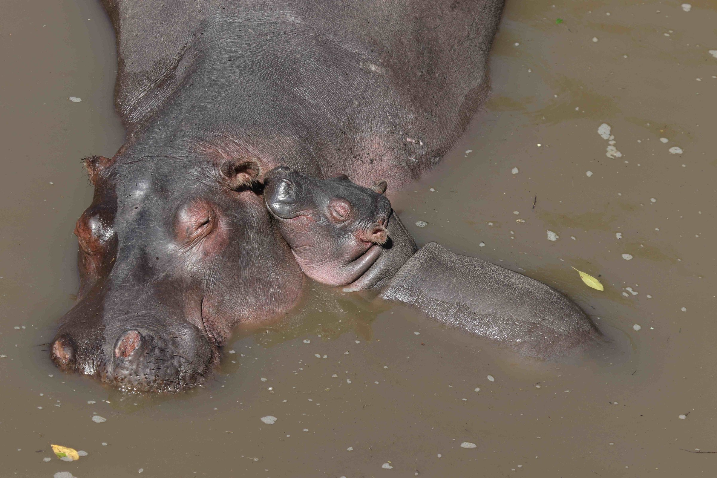 nijlpaard en jong