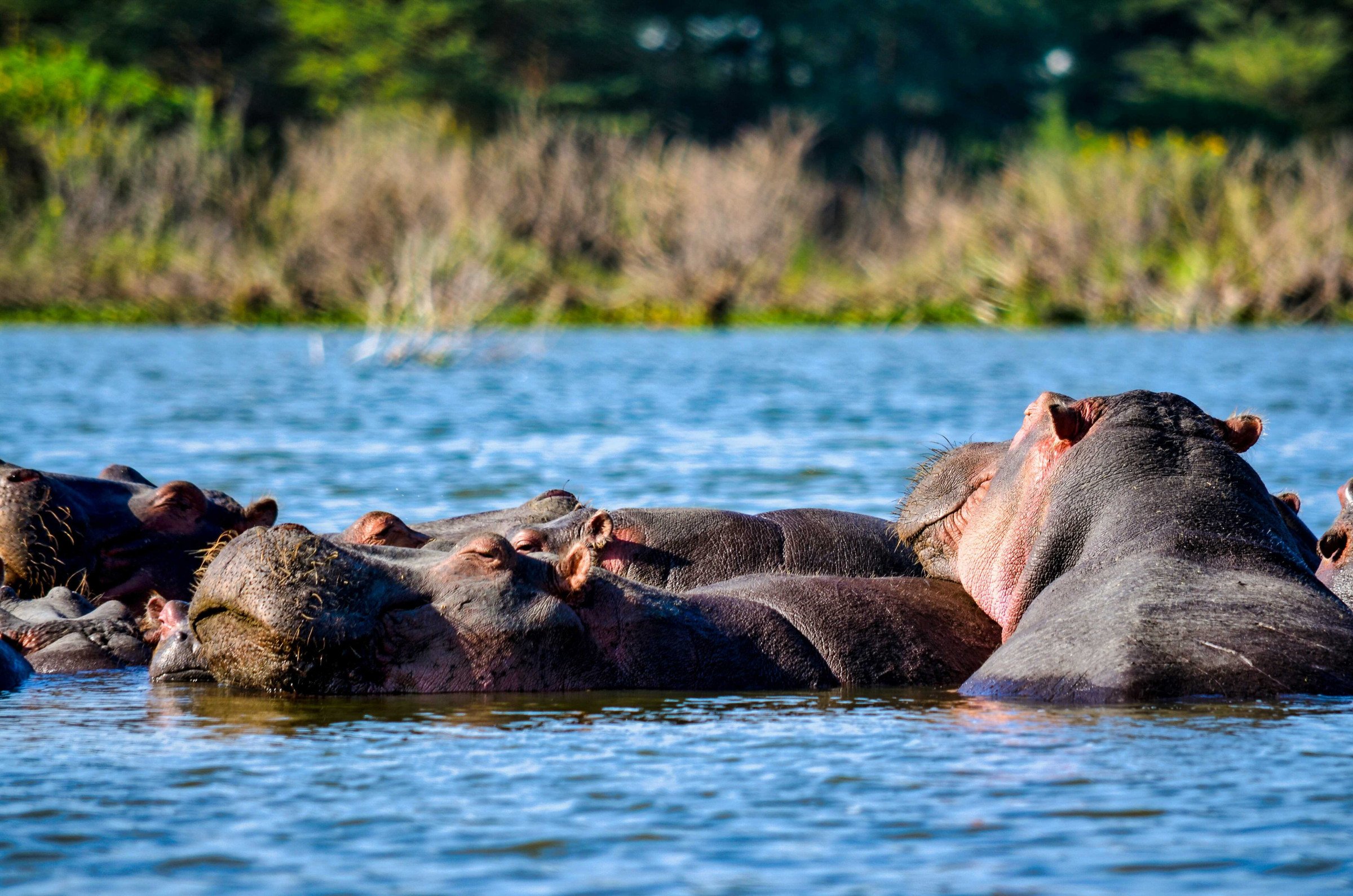 nijlpaarden in het water