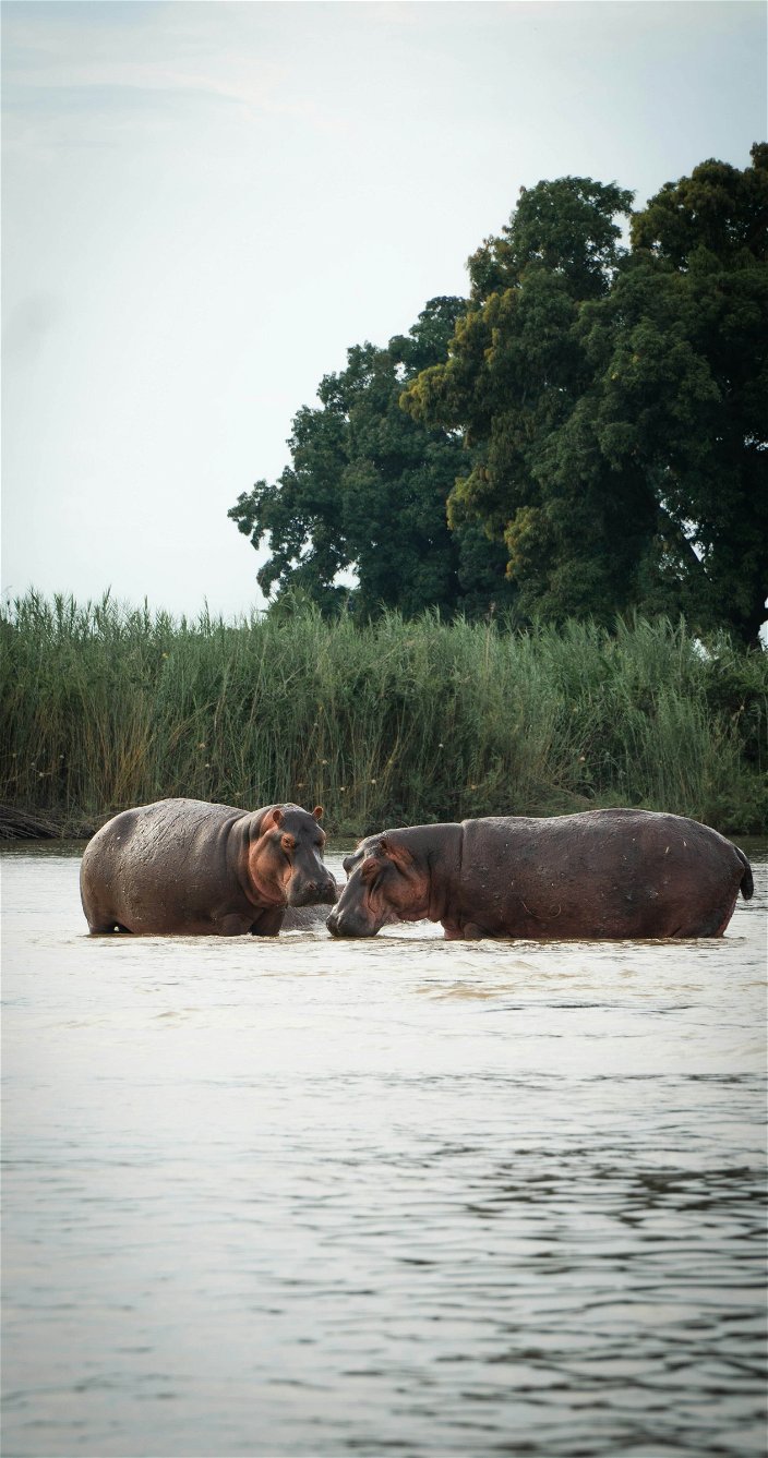 nijlpaarden uitzicht kanosafari