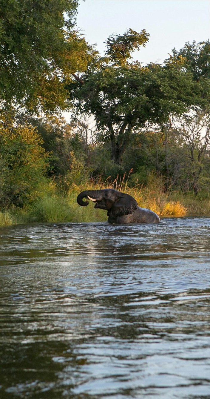 olifant in het water