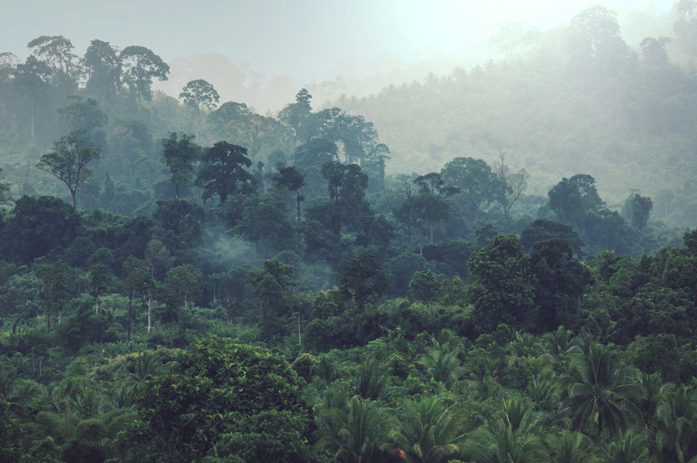 Jungle - Regenwoud - natuur