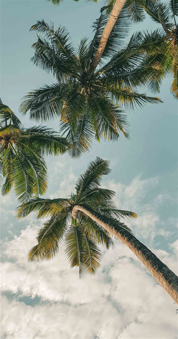 palmbomen overwinteren
