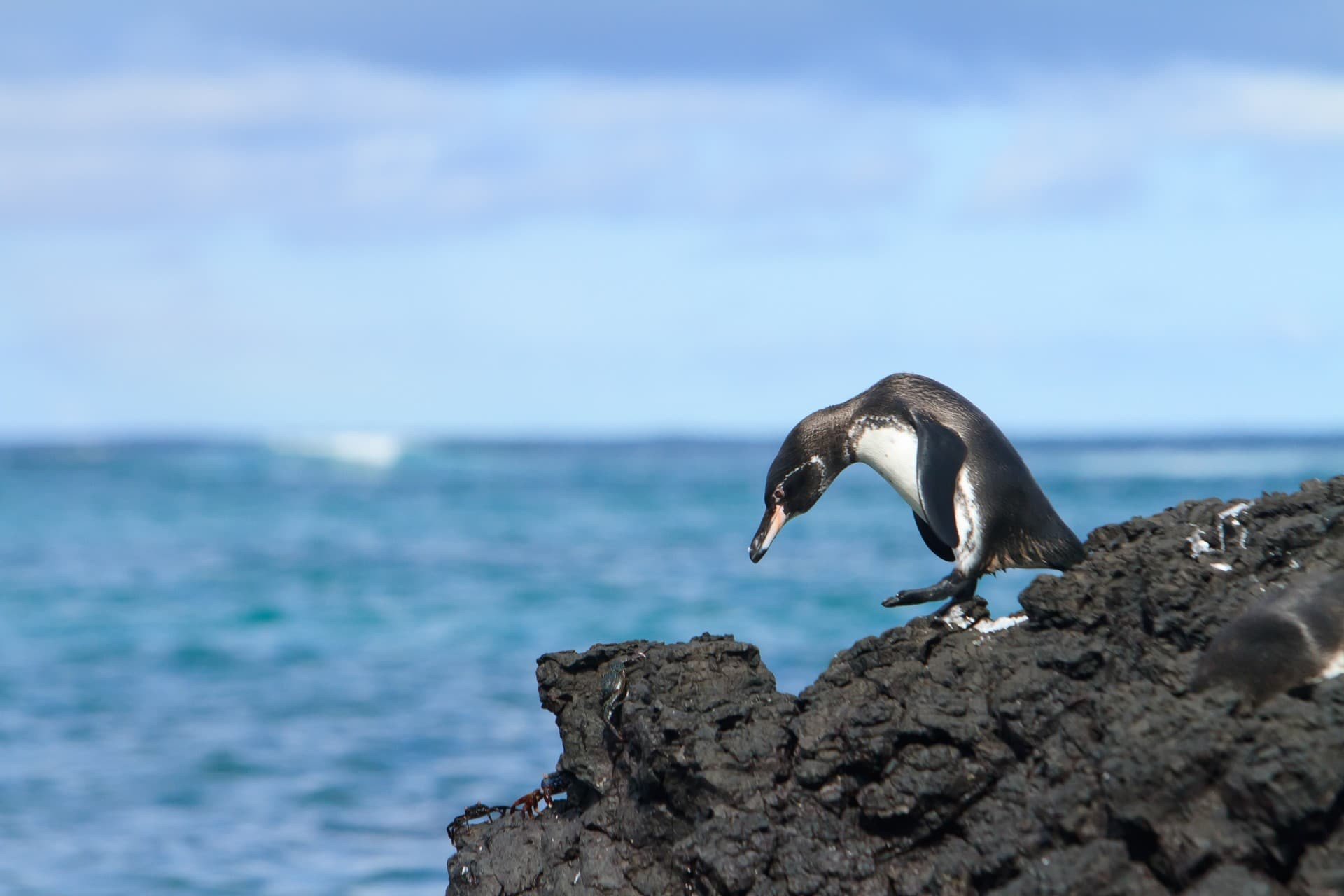 galapagos pinguins
