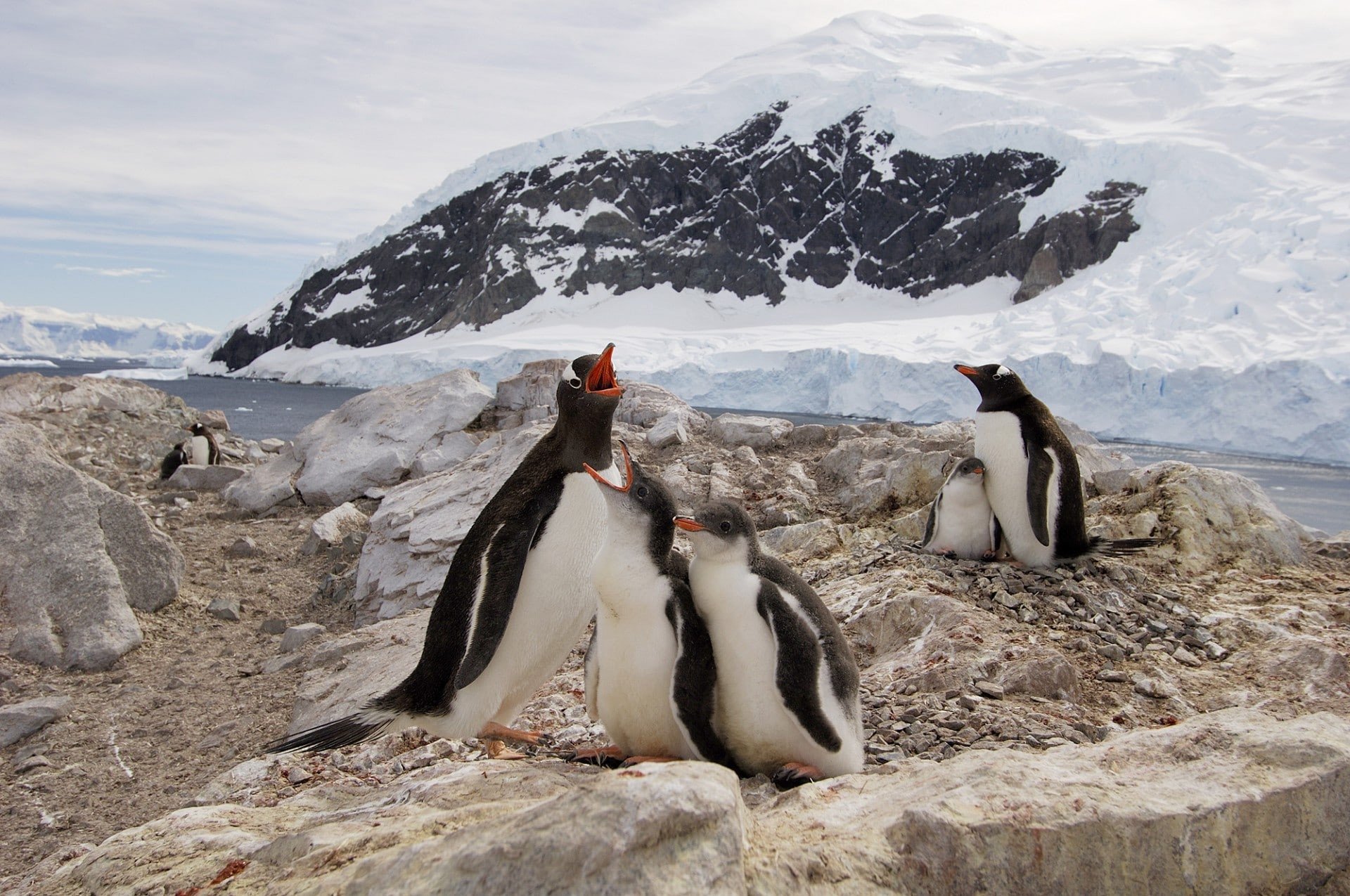 zuidpoolgebied pinguins in sneeuw
