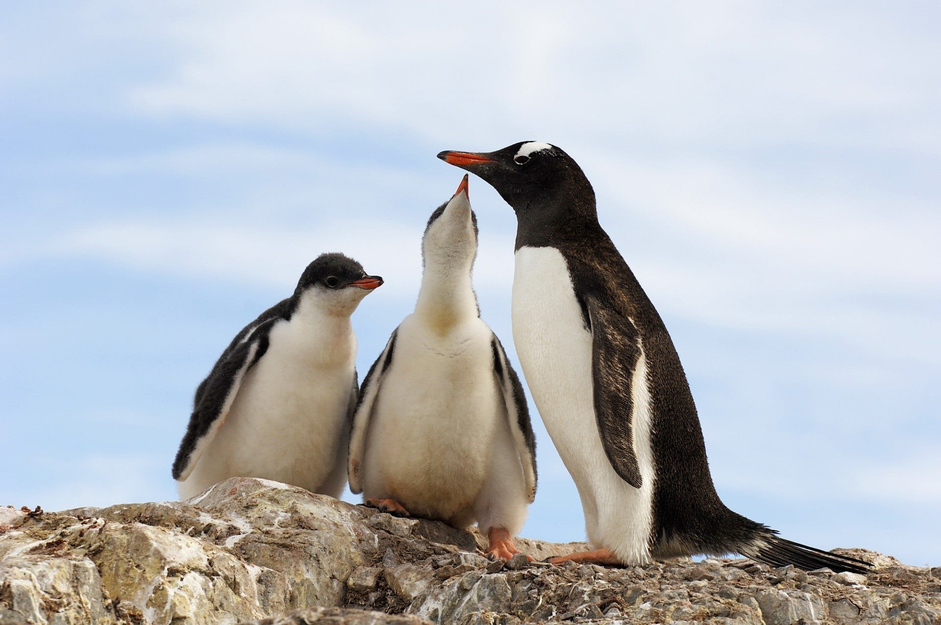 zuidpoolgebied pinguins