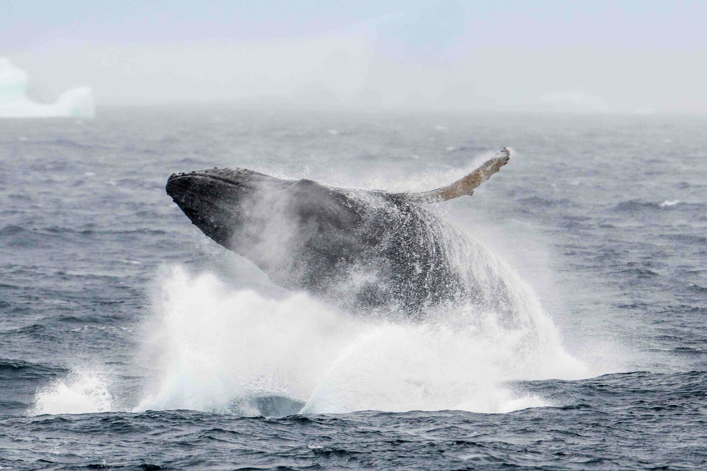 antarctica walvis