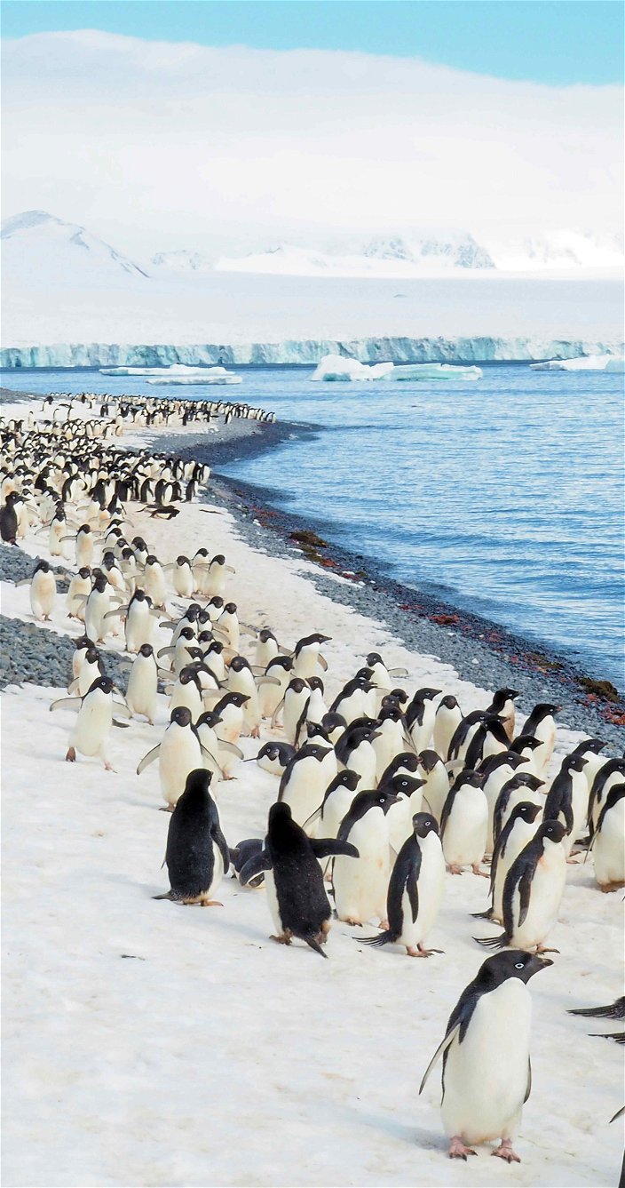 pinguins aan het water poolexpeditie