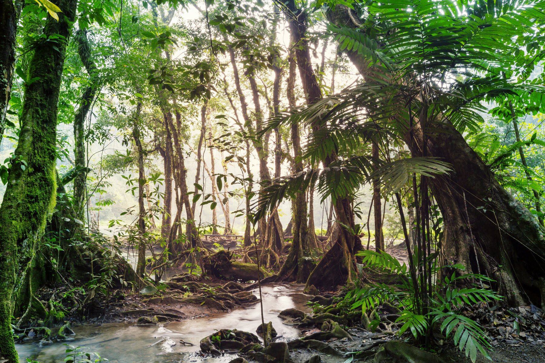 Guatemala - Regenwoud