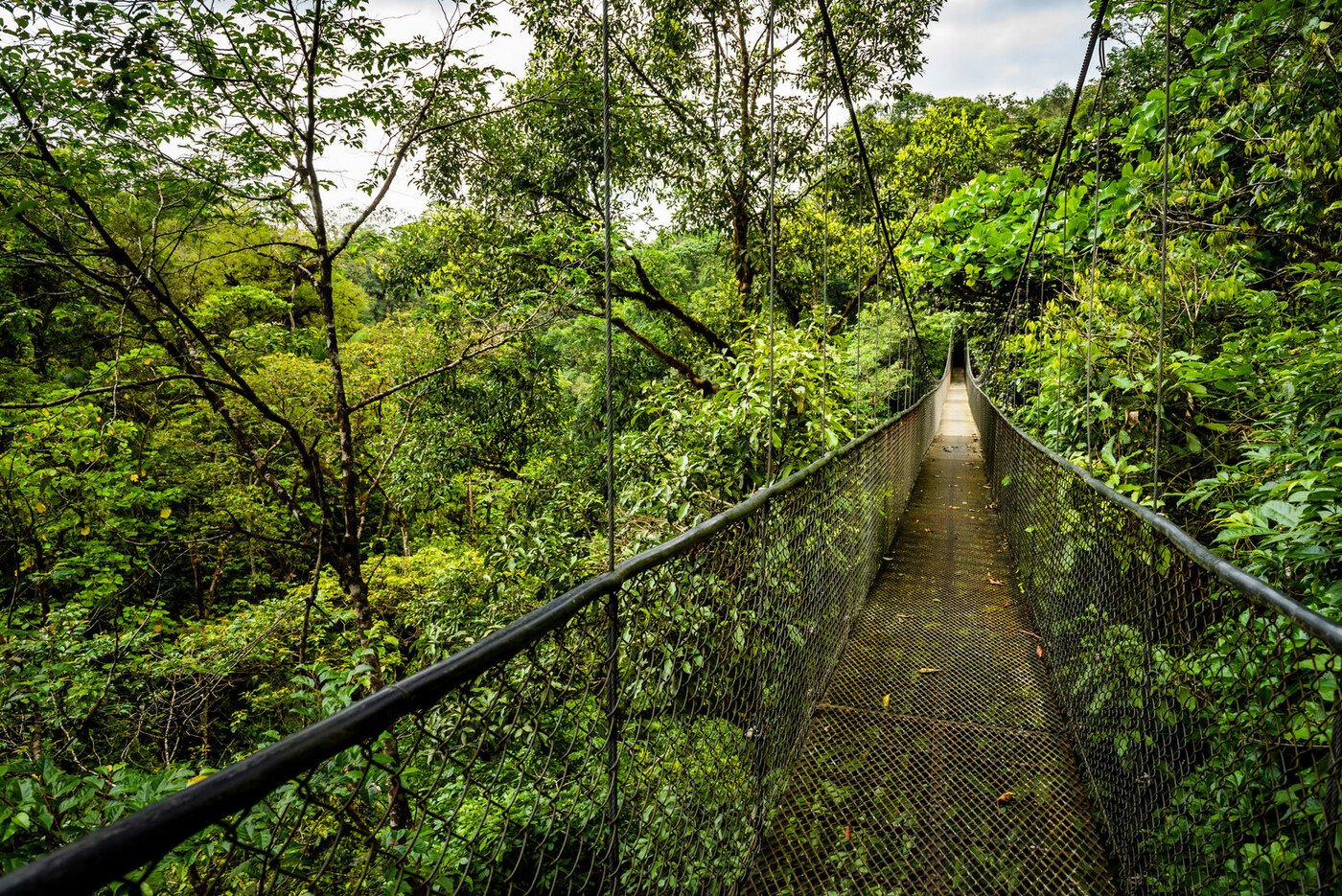 Hangbrug - Costa Rica - Regenwoud