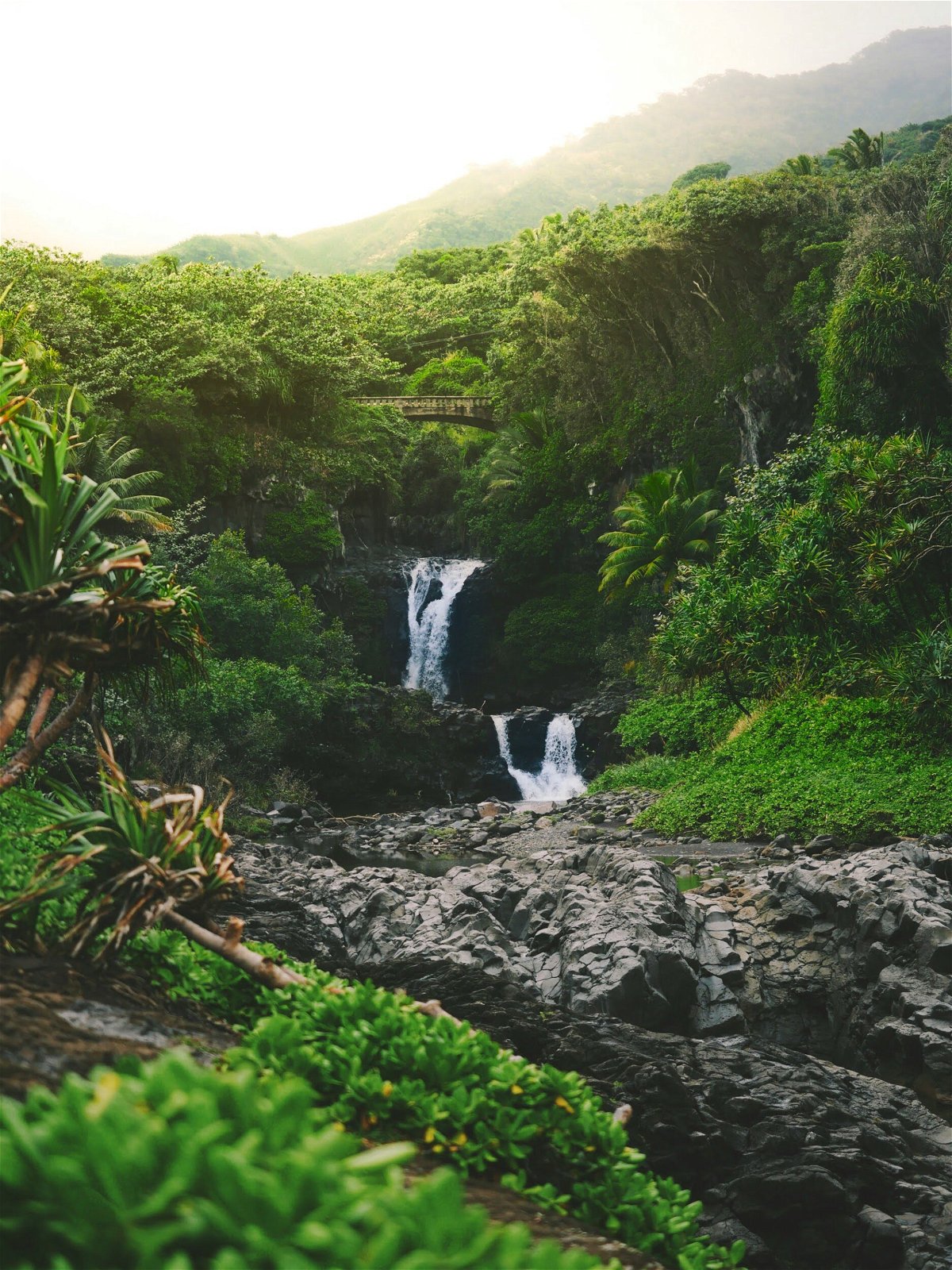 Regenwoud - Hawaii - Amerika