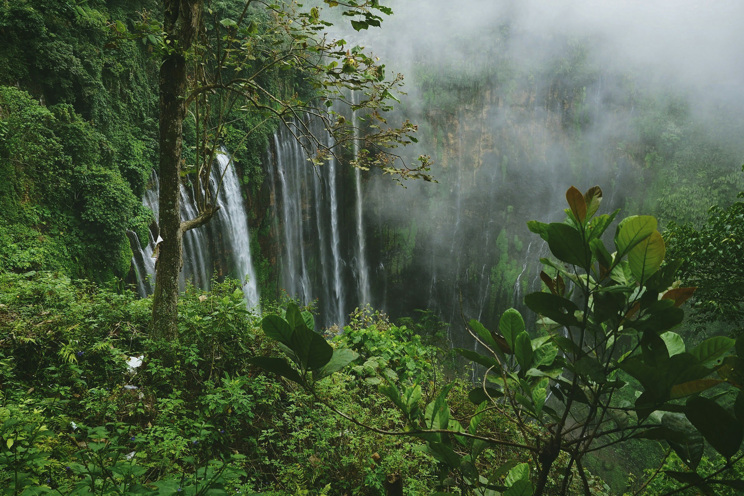 Regenwoud - Tumpak Sewu - Indonesië