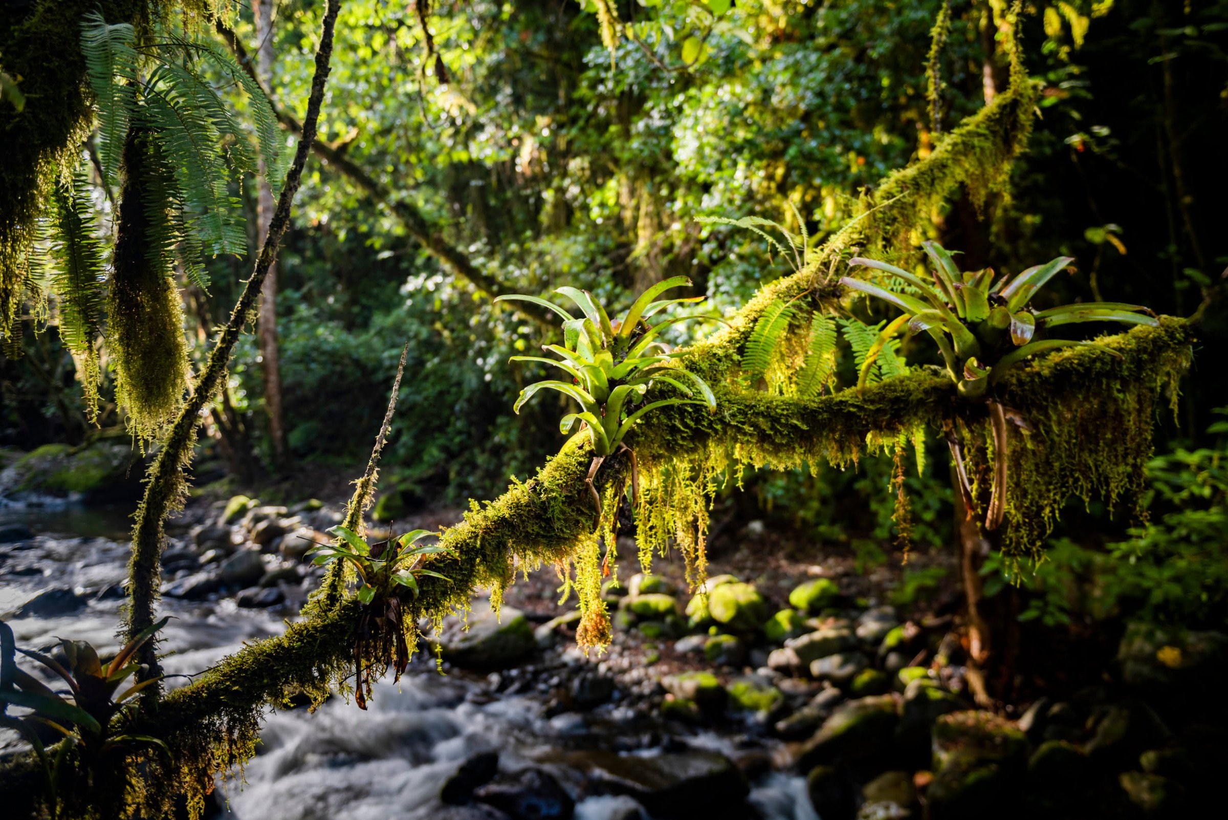 Costa Rica - Regenwoud