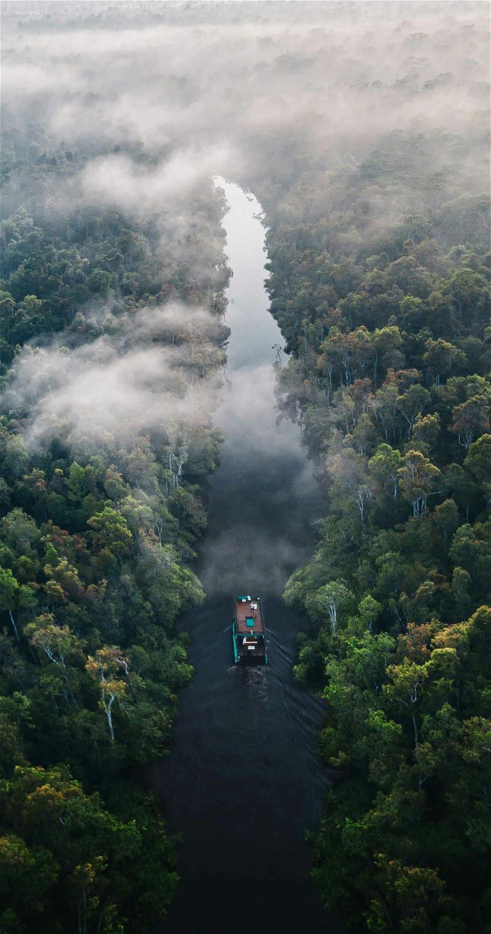 Regenwoud - Indonesië