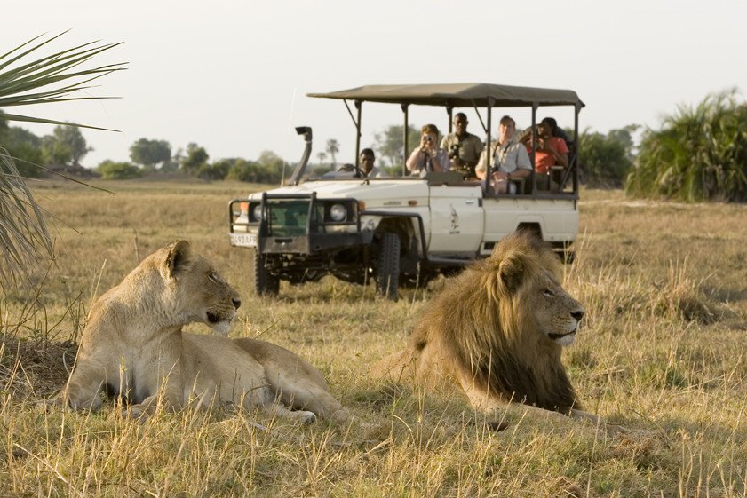 Jeep safari - Leeuwen