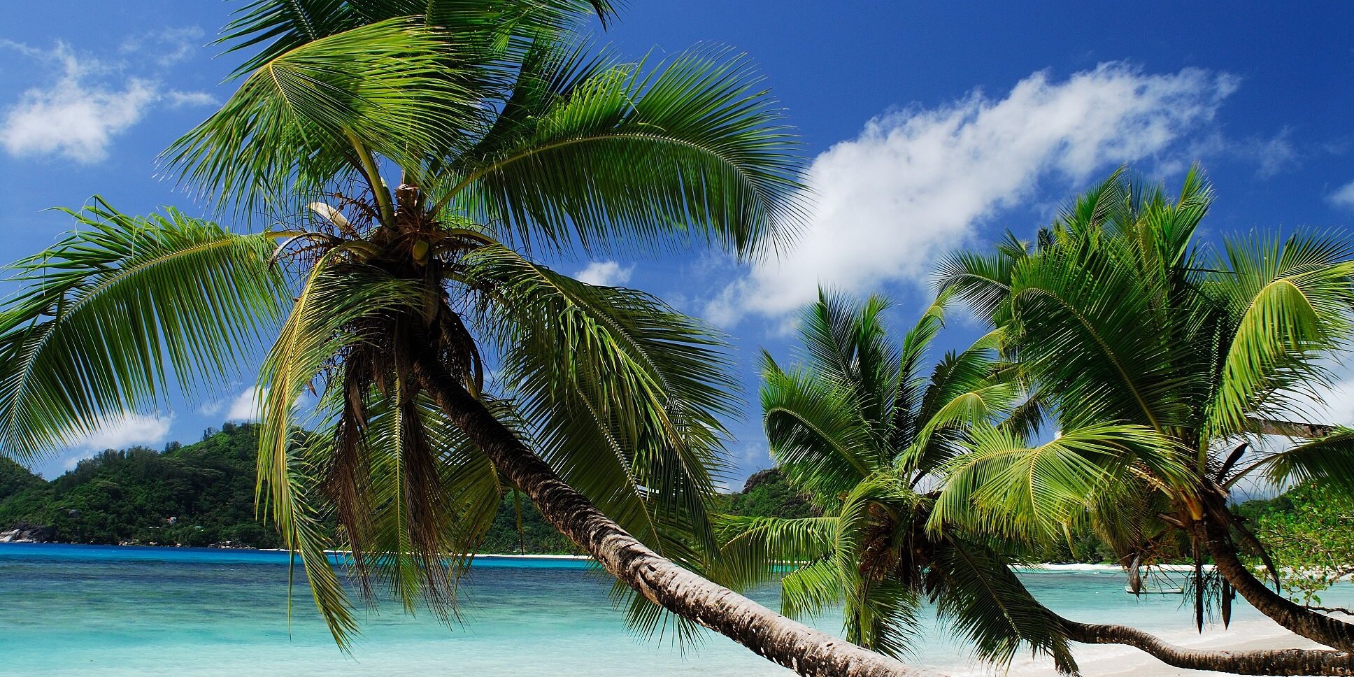 strandvakantie seychellen palmbomen