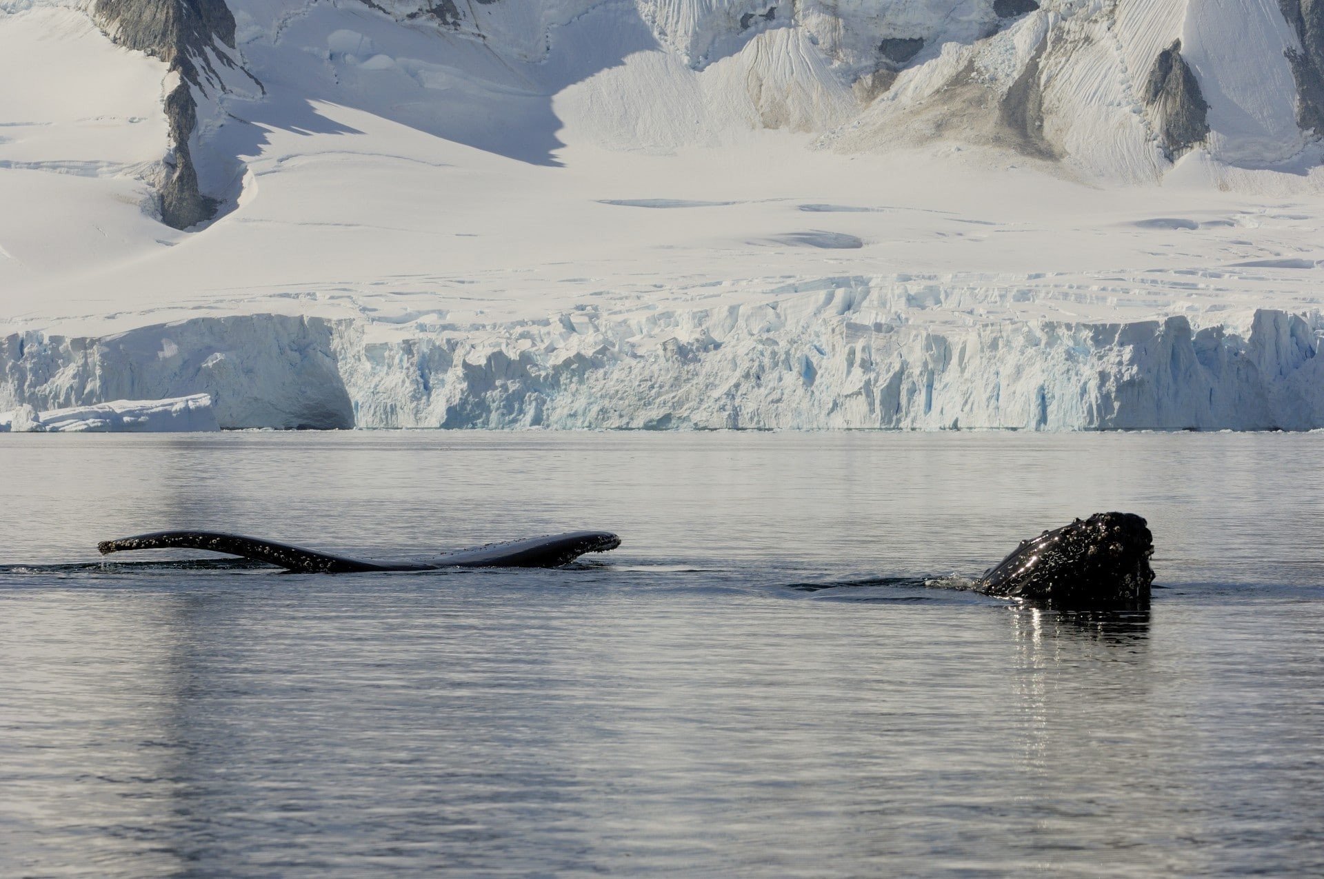 antarctica walvis expeditie