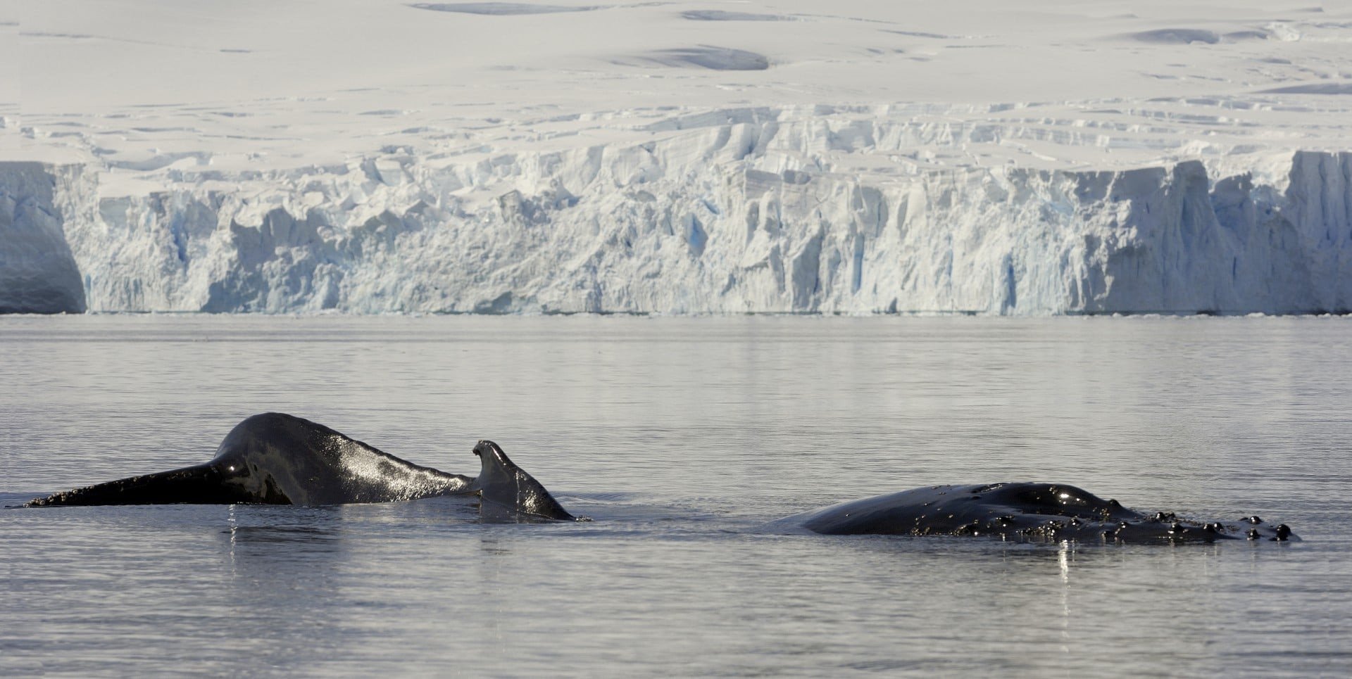 bultrug walvis antarctica