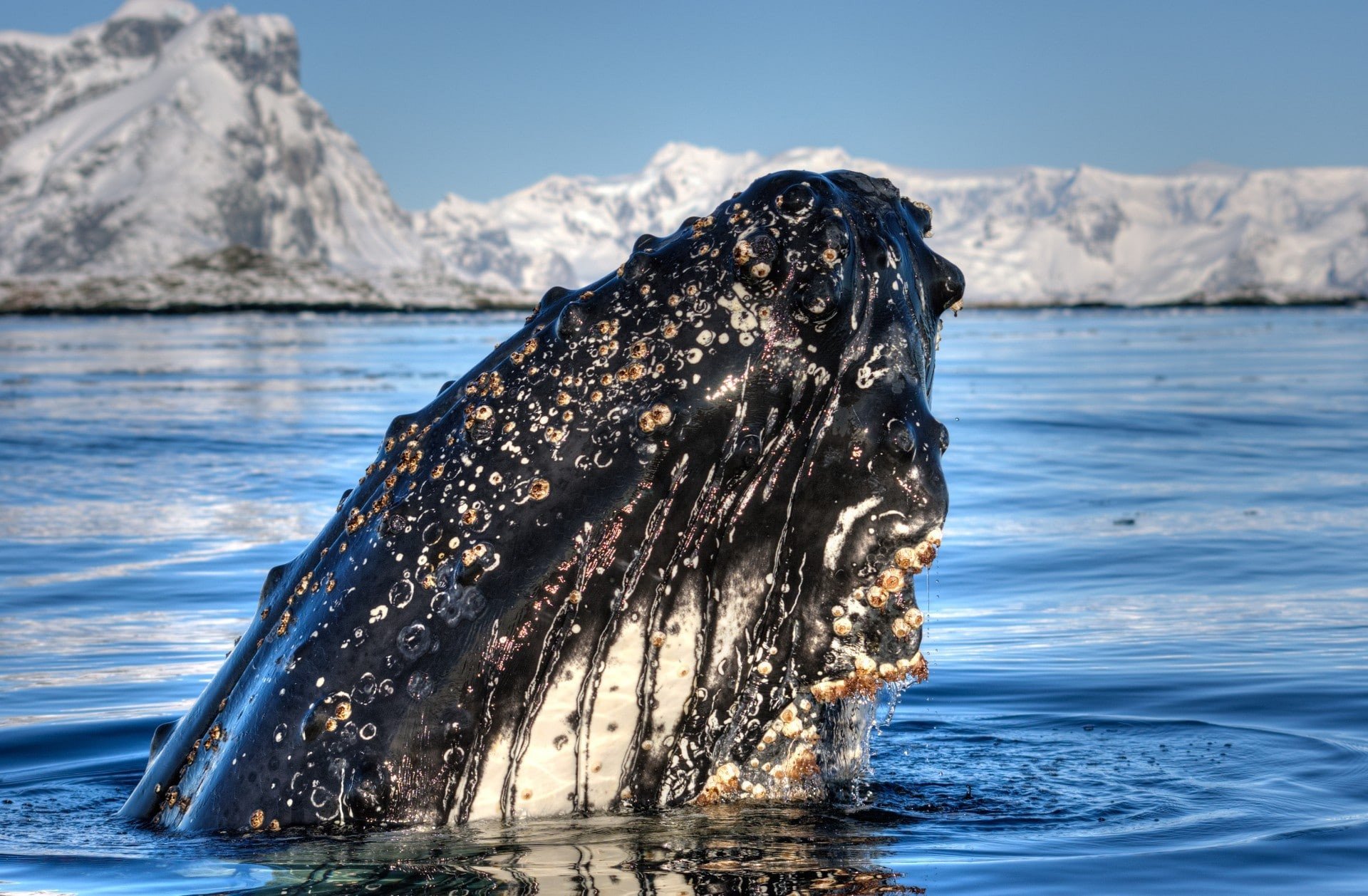 spotten walvis antarctica