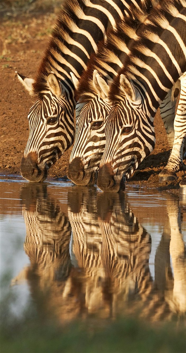 zebra bij het water wandelsafari