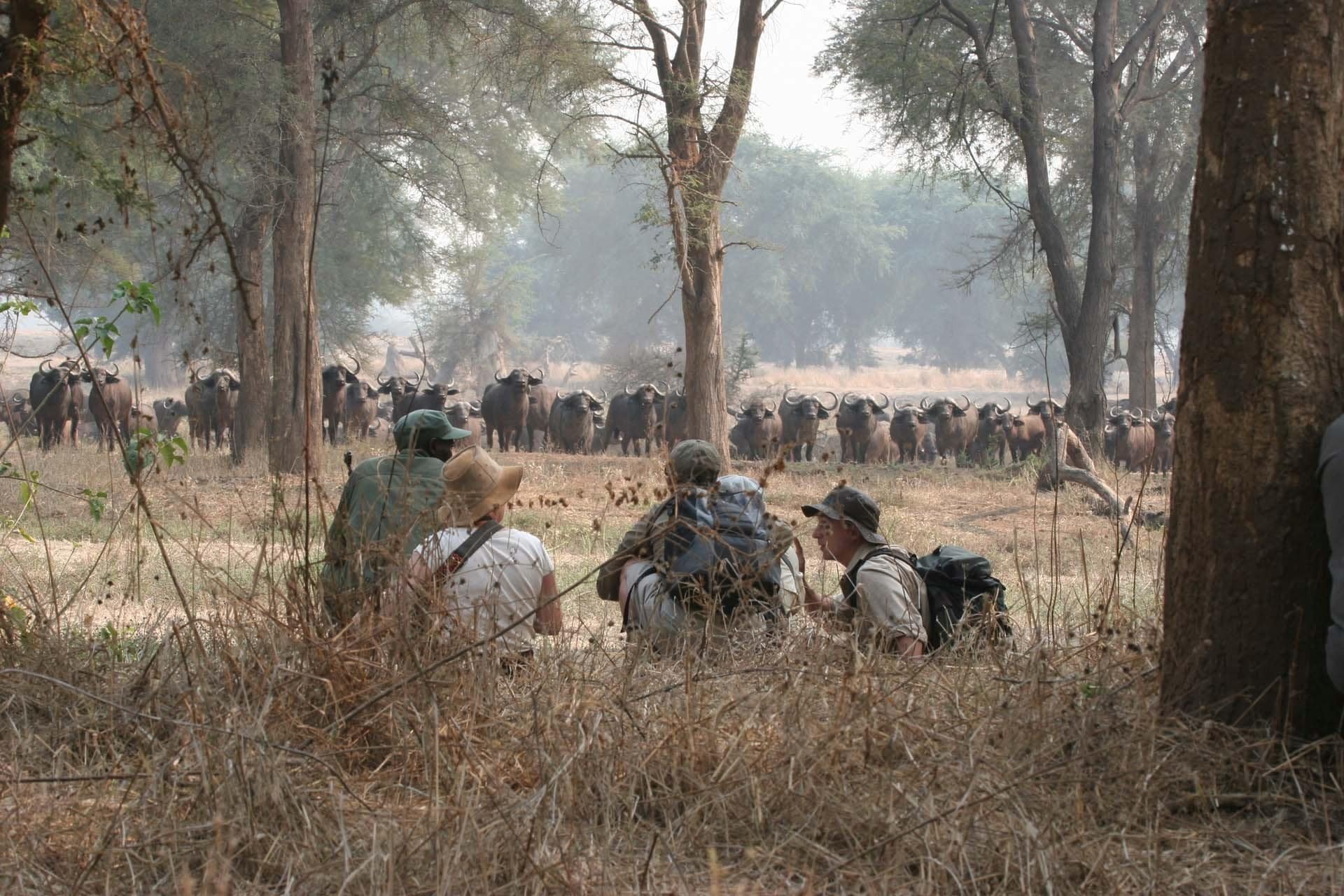 zimbabwe wandelsafari buffels