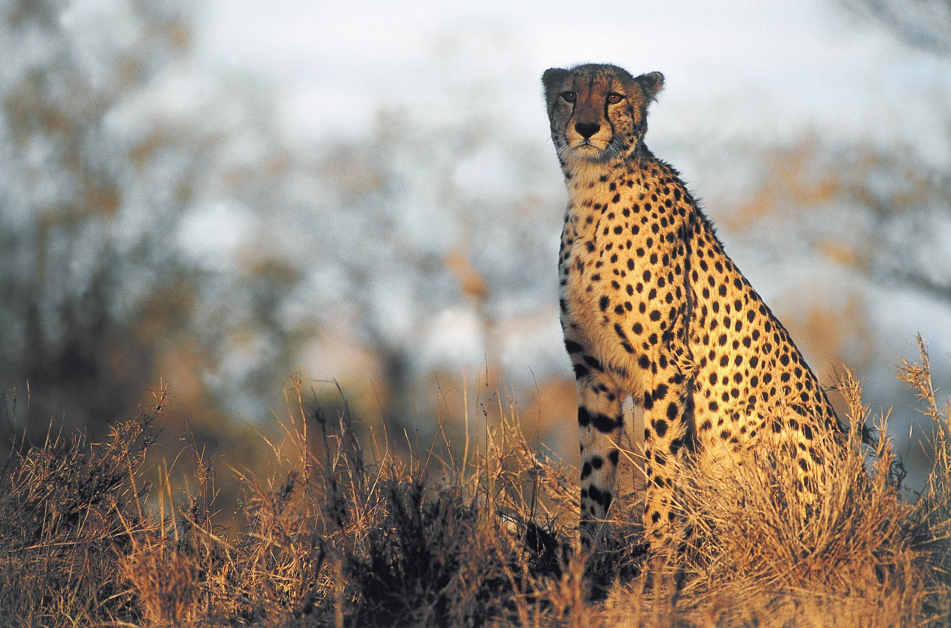 Cheetah - Afrika reizen