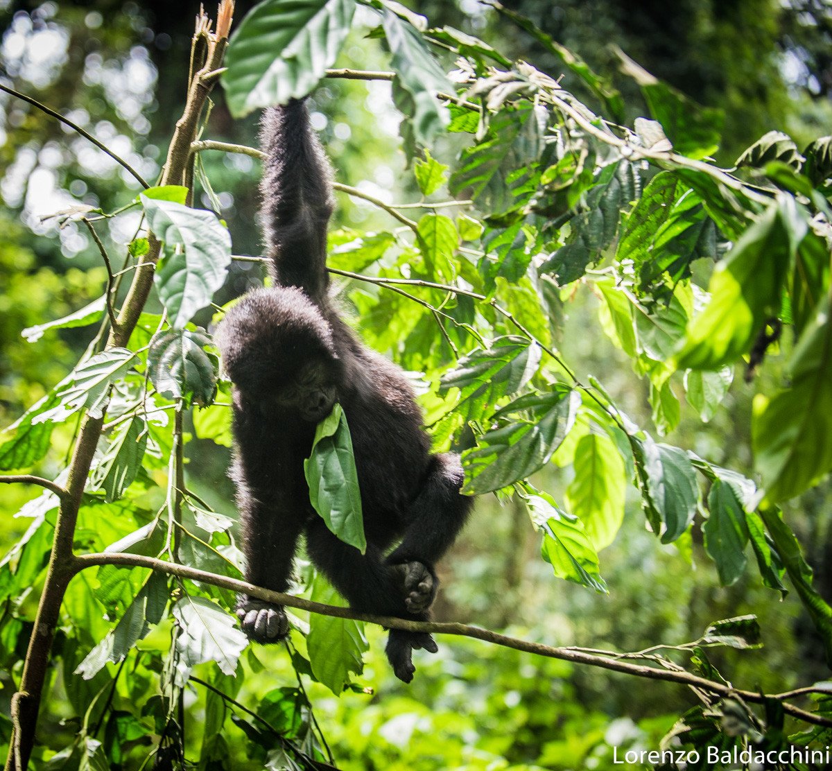 Gorilla - Wildlife - Afrika reizen