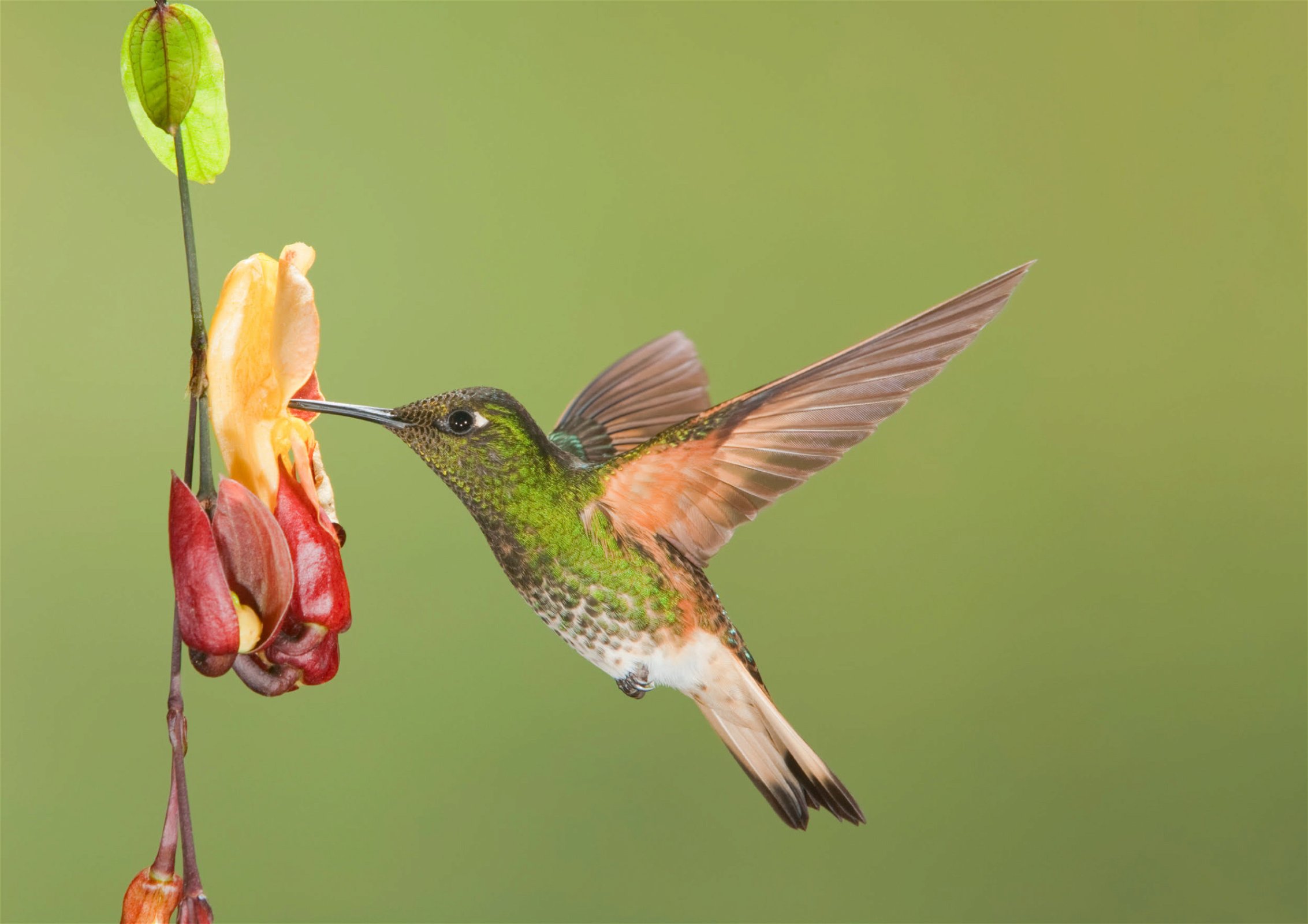 Humming bird - Zuid-Amerika reizen