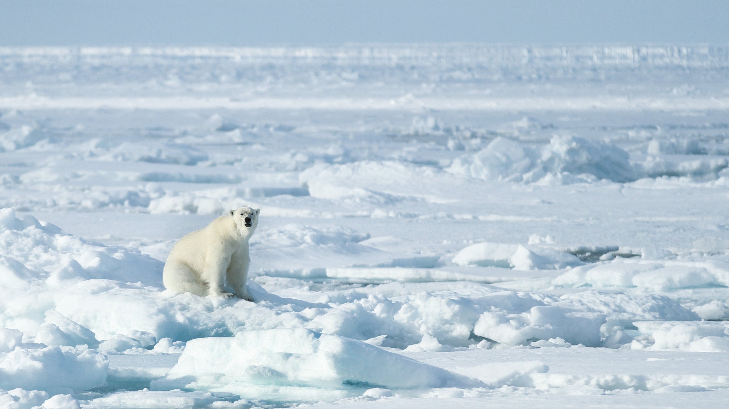 IJsbeer - Noordpool reizen