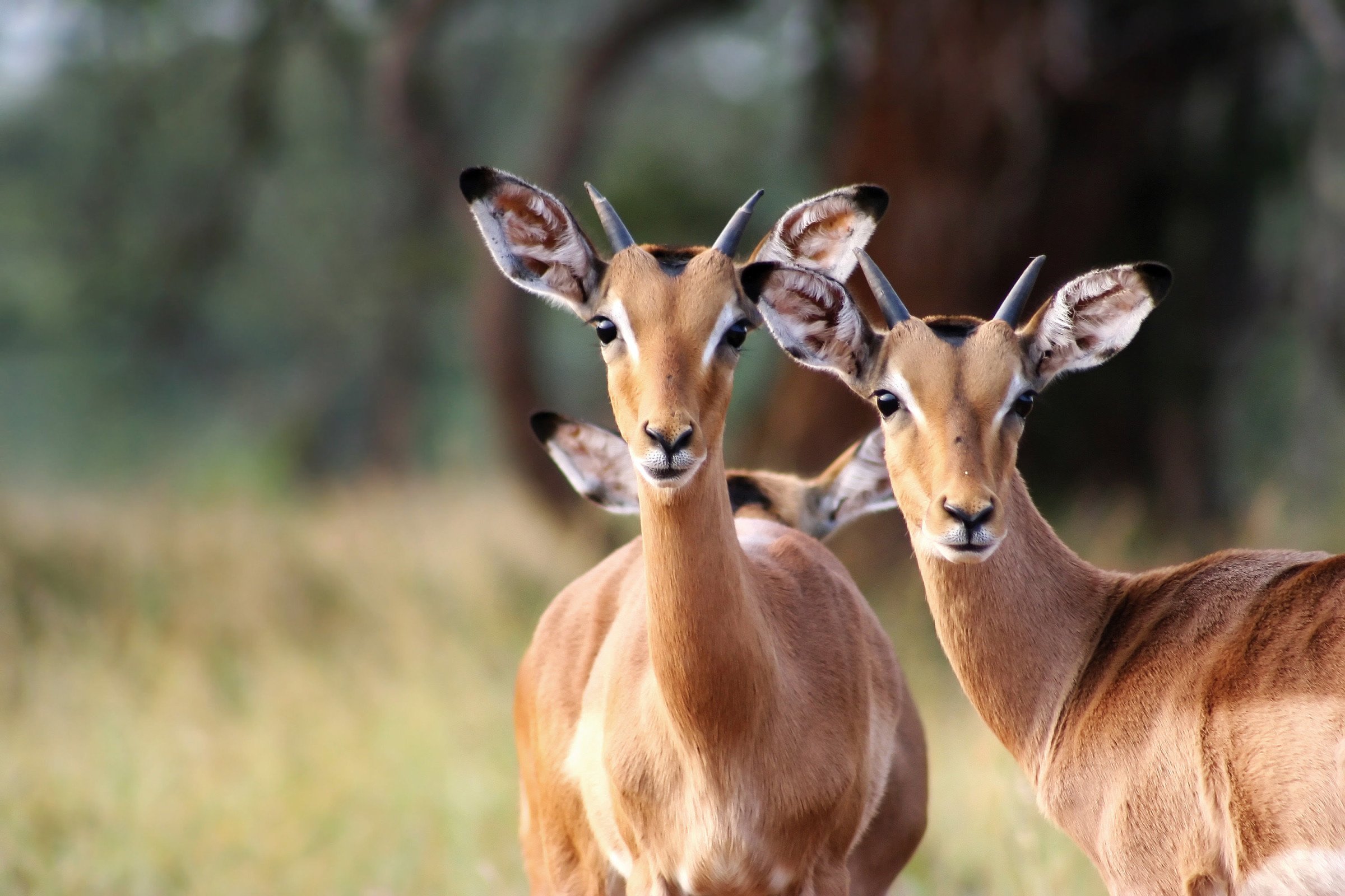 Impala - Afrika reizen