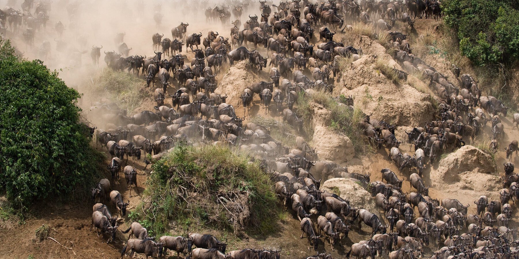 Grote trek - wildlife - Afrika reizen